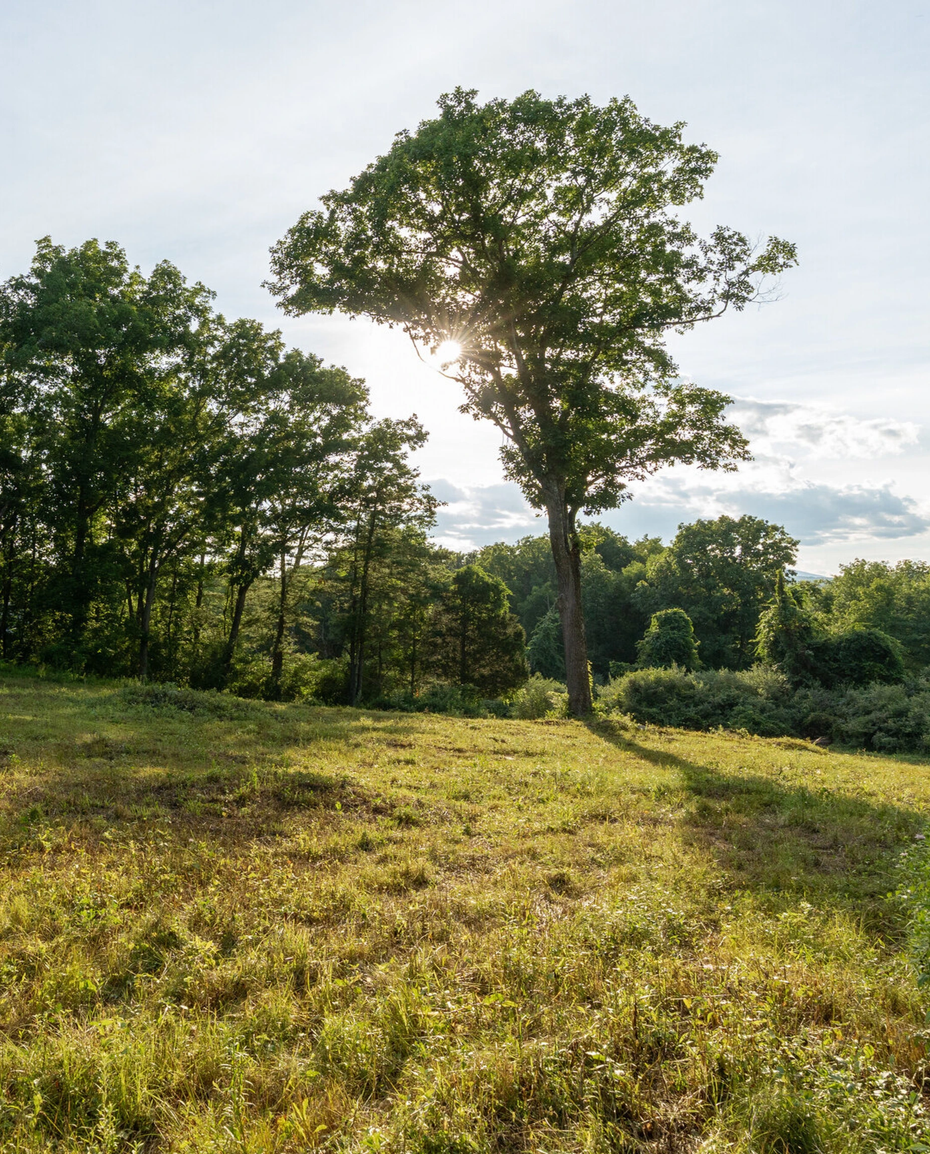 HighFell — the highest clearing, photographed on site