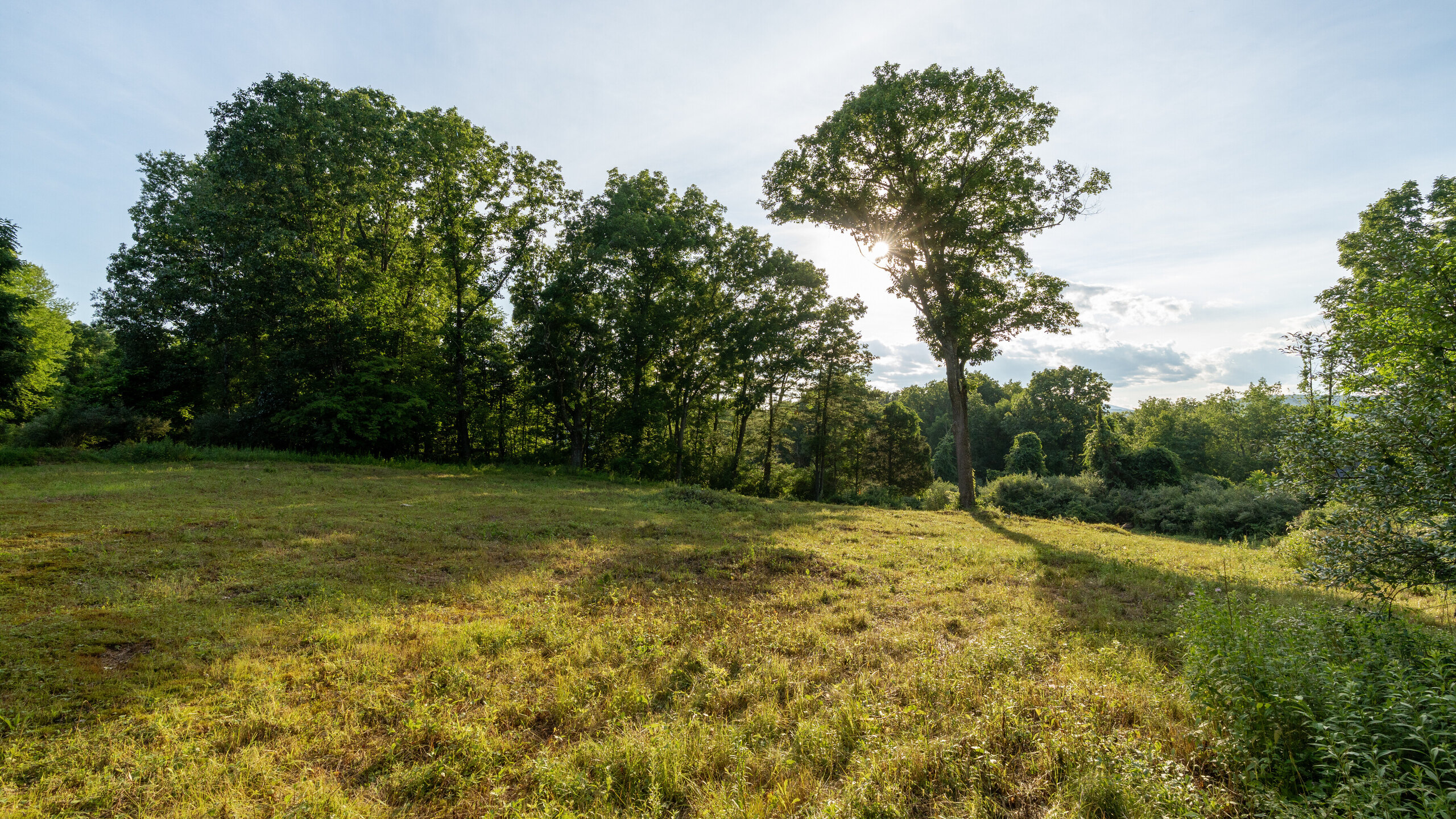 A golden-hour clearing in the meadow, a lone tree casting long shadows