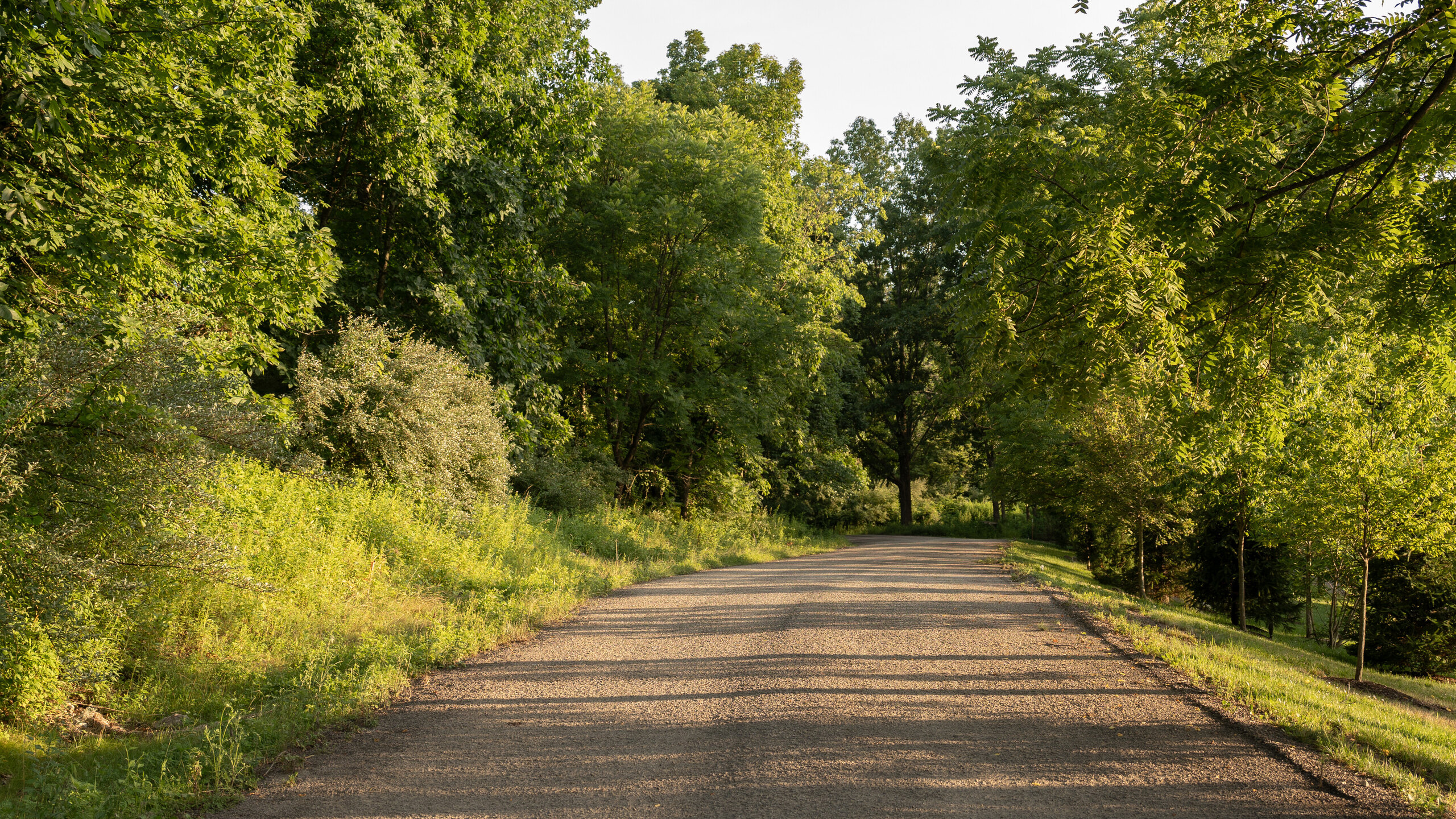 The private gravel approach running up through the trees