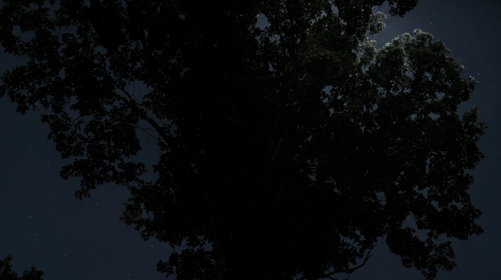 Tree canopy against the night sky.